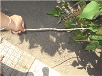 daaafa1a-mahune 015.jpg